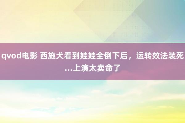 qvod电影 西施犬看到娃娃全倒下后，运转效法装死...上演太卖命了