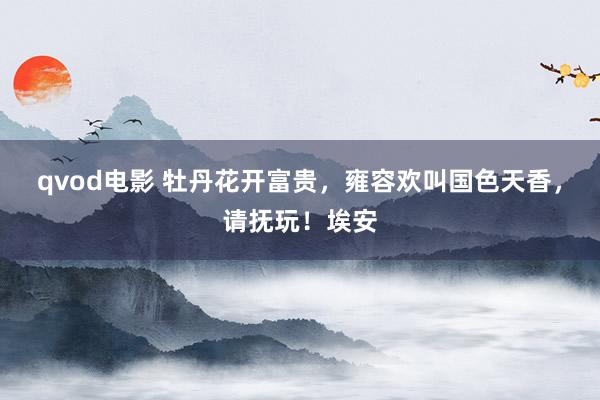 qvod电影 牡丹花开富贵，雍容欢叫国色天香，请抚玩！埃安